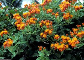 ogniste pnącze (pseudogynoxys chenopodioides)4